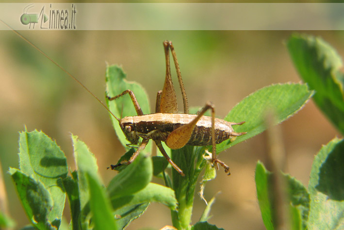 Yersinella raimondii